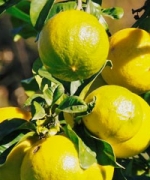 佛手柑 BERGAMOT（Citrus bergamia ）