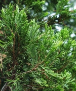雪松 CEDARWOOD（Juniperus virginiana）