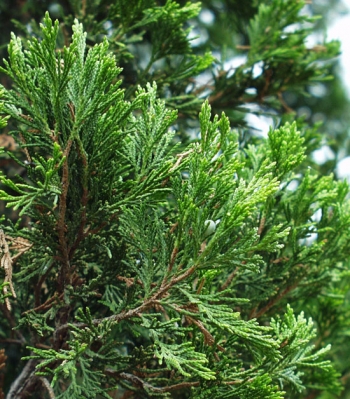 雪松 CEDARWOOD（Juniperus virginiana）